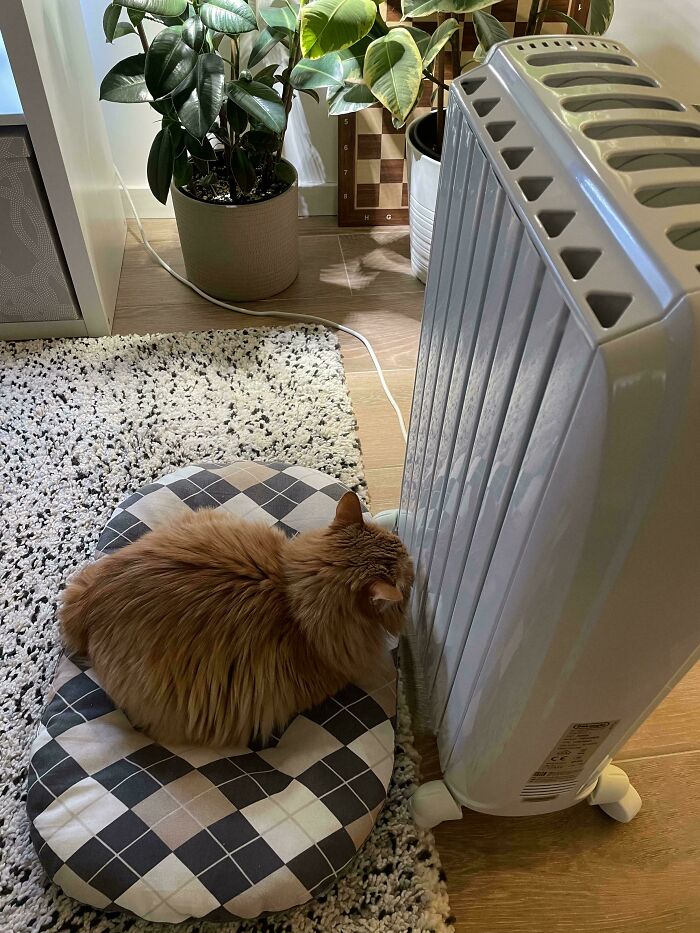 117 Cats Doing Cat Shenanigans And Being Cute At The Same Time