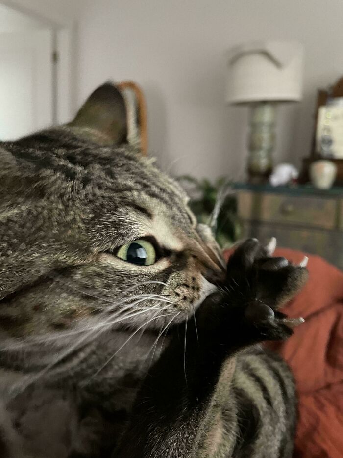 117 Cats Doing Cat Shenanigans And Being Cute At The Same Time