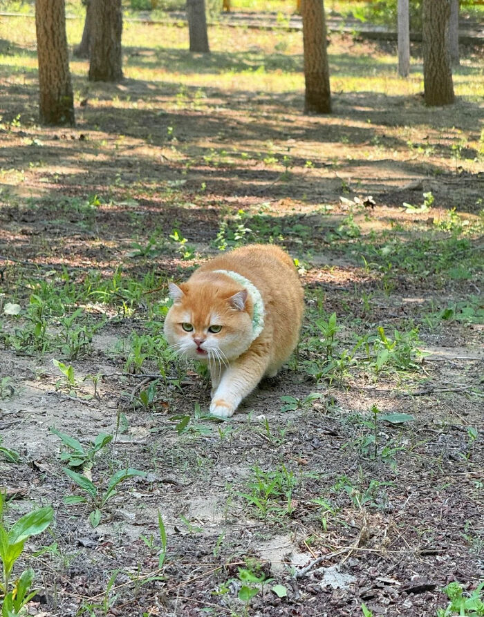 117 Cats Doing Cat Shenanigans And Being Cute At The Same Time
