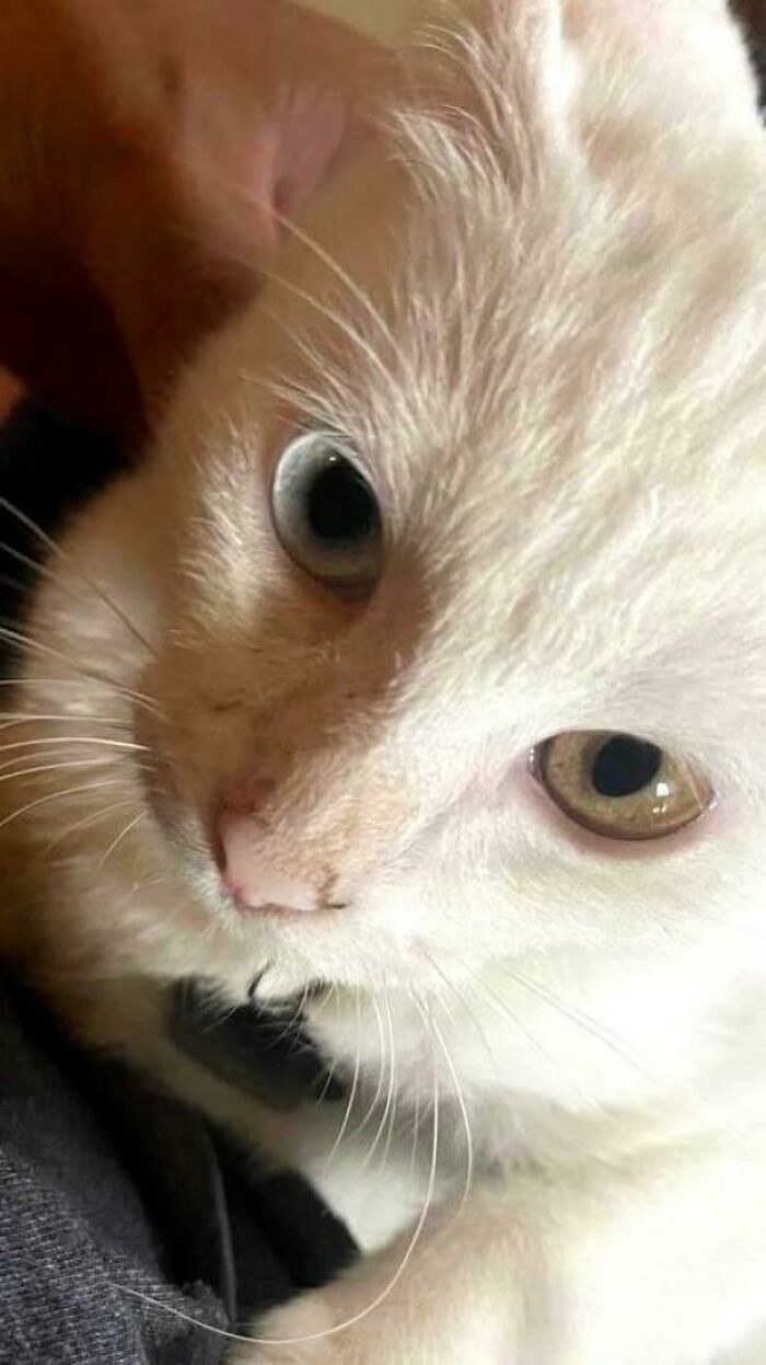 117 Cats Doing Cat Shenanigans And Being Cute At The Same Time