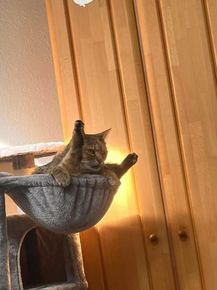 117 Cats Doing Cat Shenanigans And Being Cute At The Same Time
