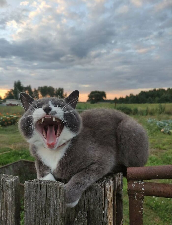 117 Cats Doing Cat Shenanigans And Being Cute At The Same Time