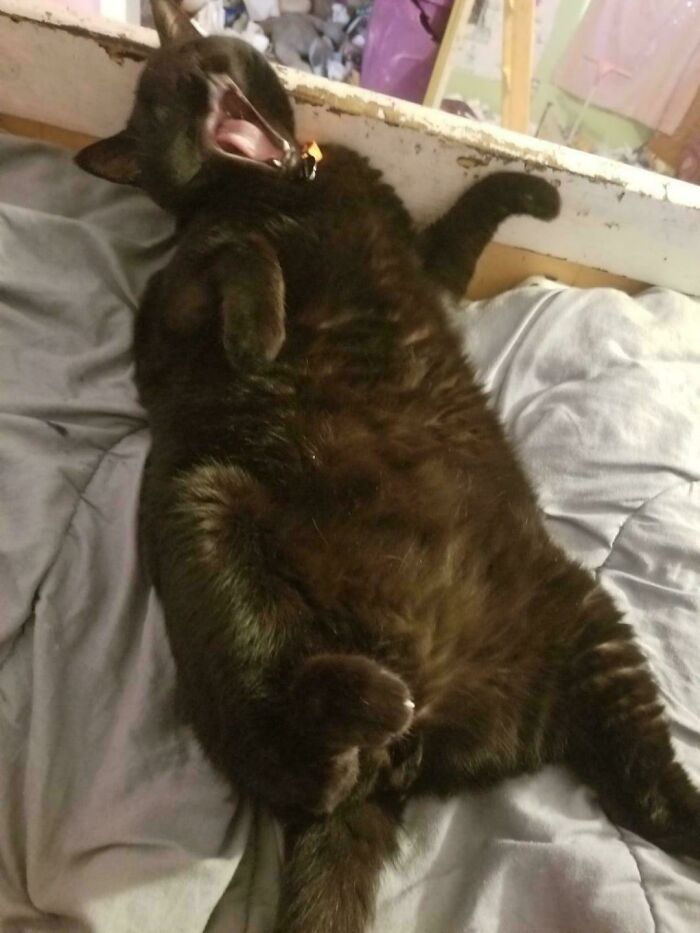 117 Cats Doing Cat Shenanigans And Being Cute At The Same Time
