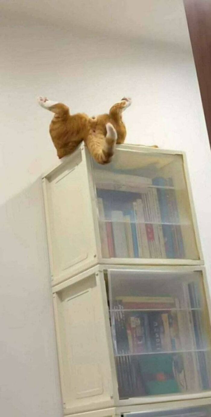 117 Cats Doing Cat Shenanigans And Being Cute At The Same Time