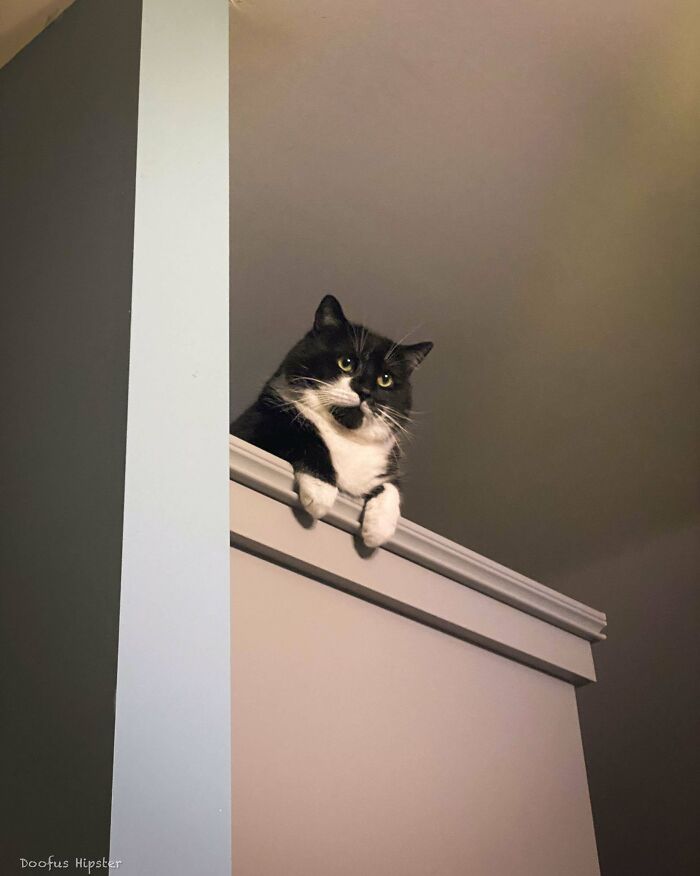117 Cats Doing Cat Shenanigans And Being Cute At The Same Time