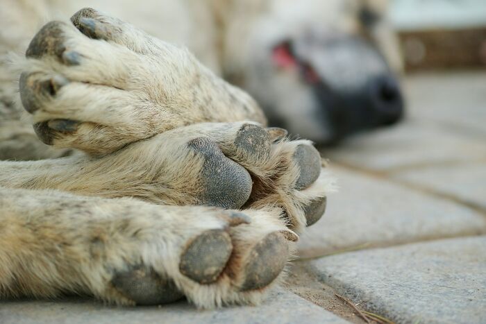 The Internet Loves Dogs, But Here Are 38 Downsides Of Having One As A Pet