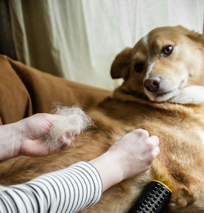 The Internet Loves Dogs, But Here Are 38 Downsides Of Having One As A Pet