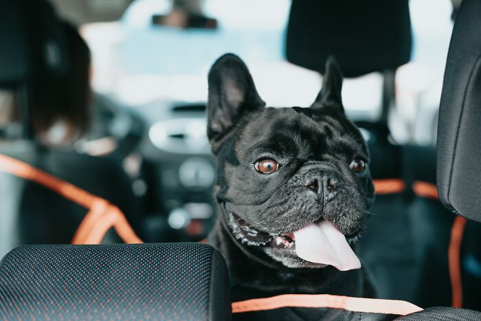 The Internet Loves Dogs, But Here Are 38 Downsides Of Having One As A Pet