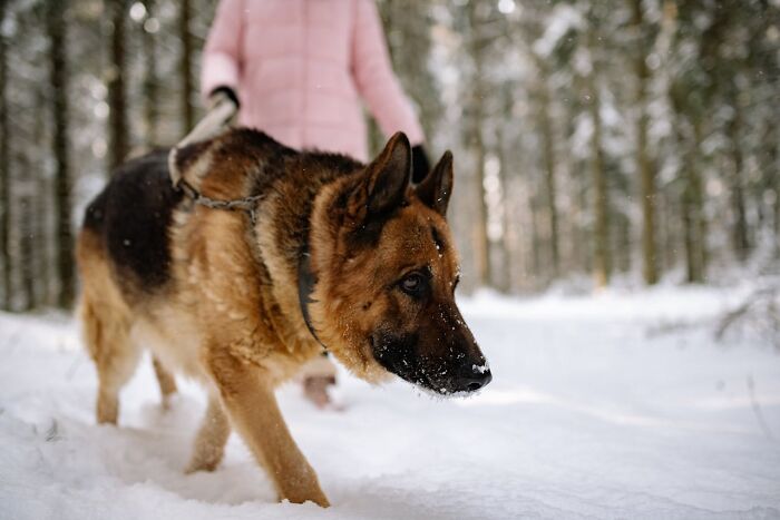 The Internet Loves Dogs, But Here Are 38 Downsides Of Having One As A Pet