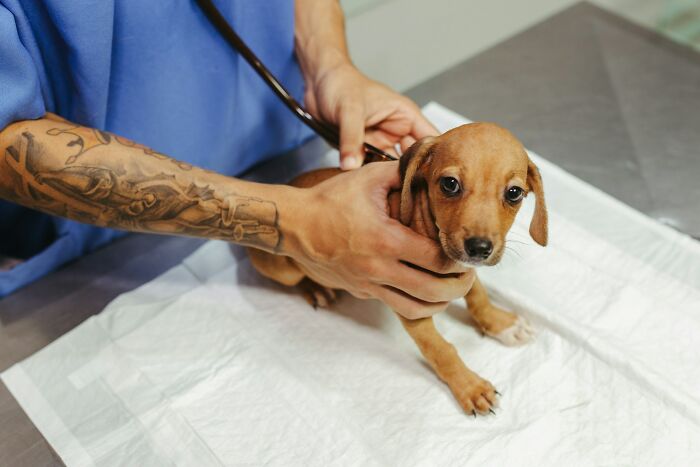 The Internet Loves Dogs, But Here Are 38 Downsides Of Having One As A Pet