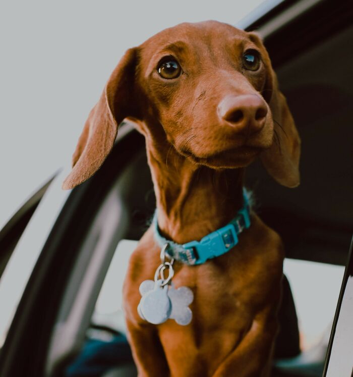 The Internet Loves Dogs, But Here Are 38 Downsides Of Having One As A Pet