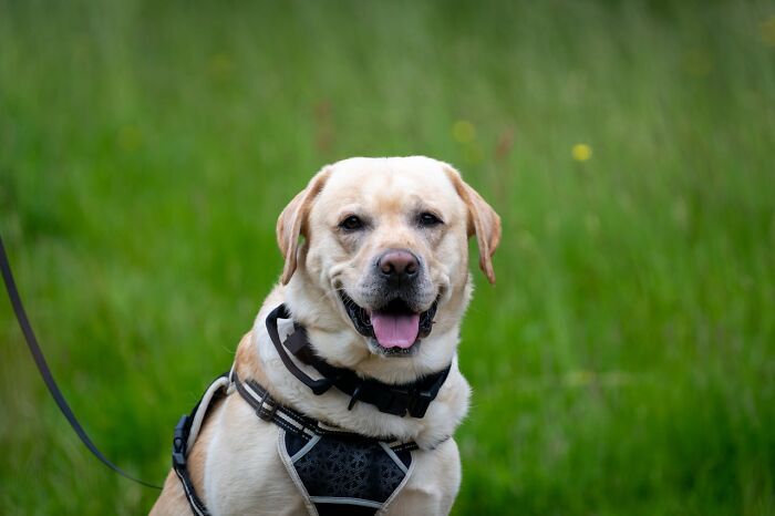 The Internet Loves Dogs, But Here Are 38 Downsides Of Having One As A Pet