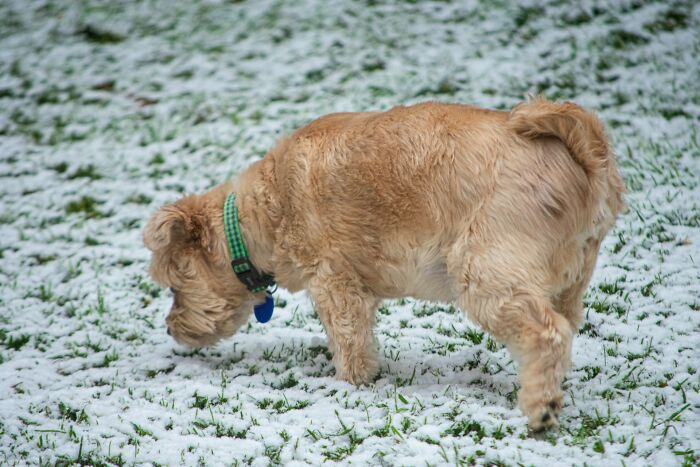 The Internet Loves Dogs, But Here Are 38 Downsides Of Having One As A Pet
