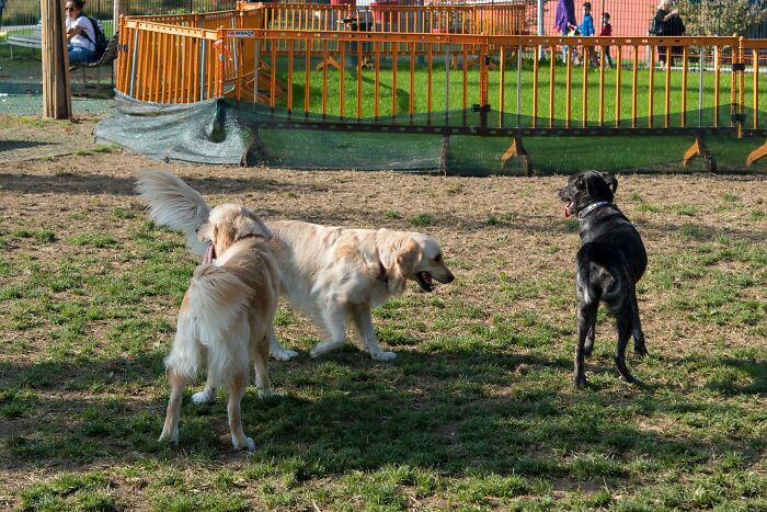 The Internet Loves Dogs, But Here Are 38 Downsides Of Having One As A Pet