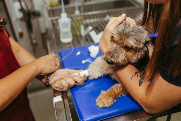 The Internet Loves Dogs, But Here Are 38 Downsides Of Having One As A Pet