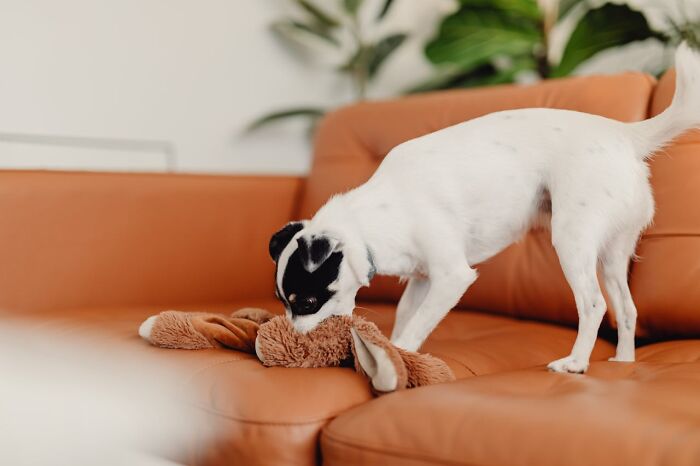 The Internet Loves Dogs, But Here Are 38 Downsides Of Having One As A Pet