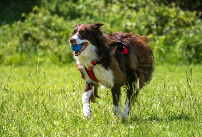 The Internet Loves Dogs, But Here Are 38 Downsides Of Having One As A Pet