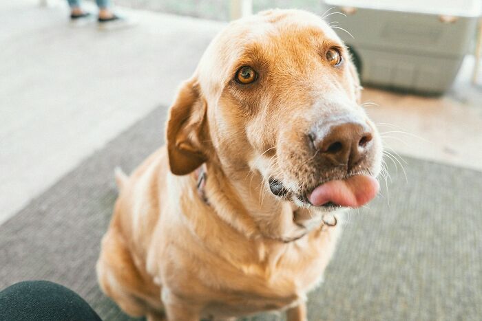 The Internet Loves Dogs, But Here Are 38 Downsides Of Having One As A Pet