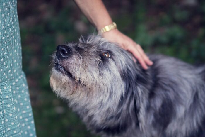 The Internet Loves Dogs, But Here Are 38 Downsides Of Having One As A Pet