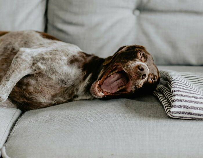 The Internet Loves Dogs, But Here Are 38 Downsides Of Having One As A Pet