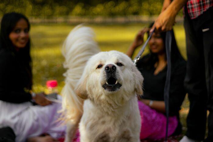 The Internet Loves Dogs, But Here Are 38 Downsides Of Having One As A Pet