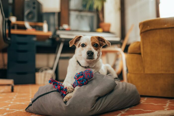 The Internet Loves Dogs, But Here Are 38 Downsides Of Having One As A Pet