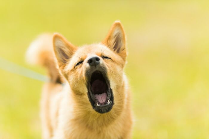 The Internet Loves Dogs, But Here Are 38 Downsides Of Having One As A Pet