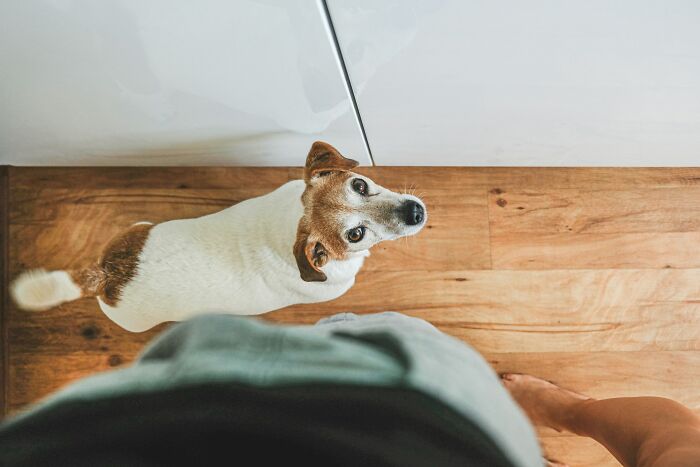 The Internet Loves Dogs, But Here Are 38 Downsides Of Having One As A Pet