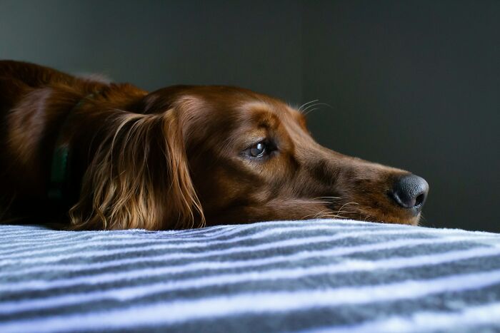 The Internet Loves Dogs, But Here Are 38 Downsides Of Having One As A Pet