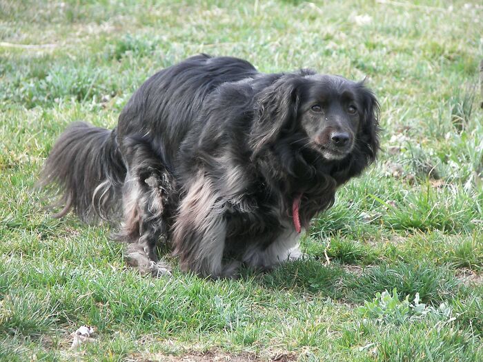 The Internet Loves Dogs, But Here Are 38 Downsides Of Having One As A Pet
