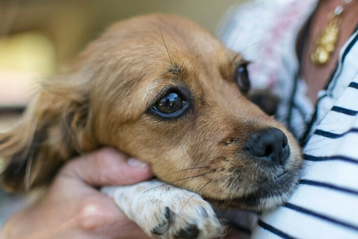 The Internet Loves Dogs, But Here Are 38 Downsides Of Having One As A Pet