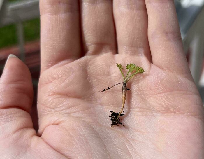52 Hilarious Harvesting Pics That Prove Size Actually Does Matter (New Pics)