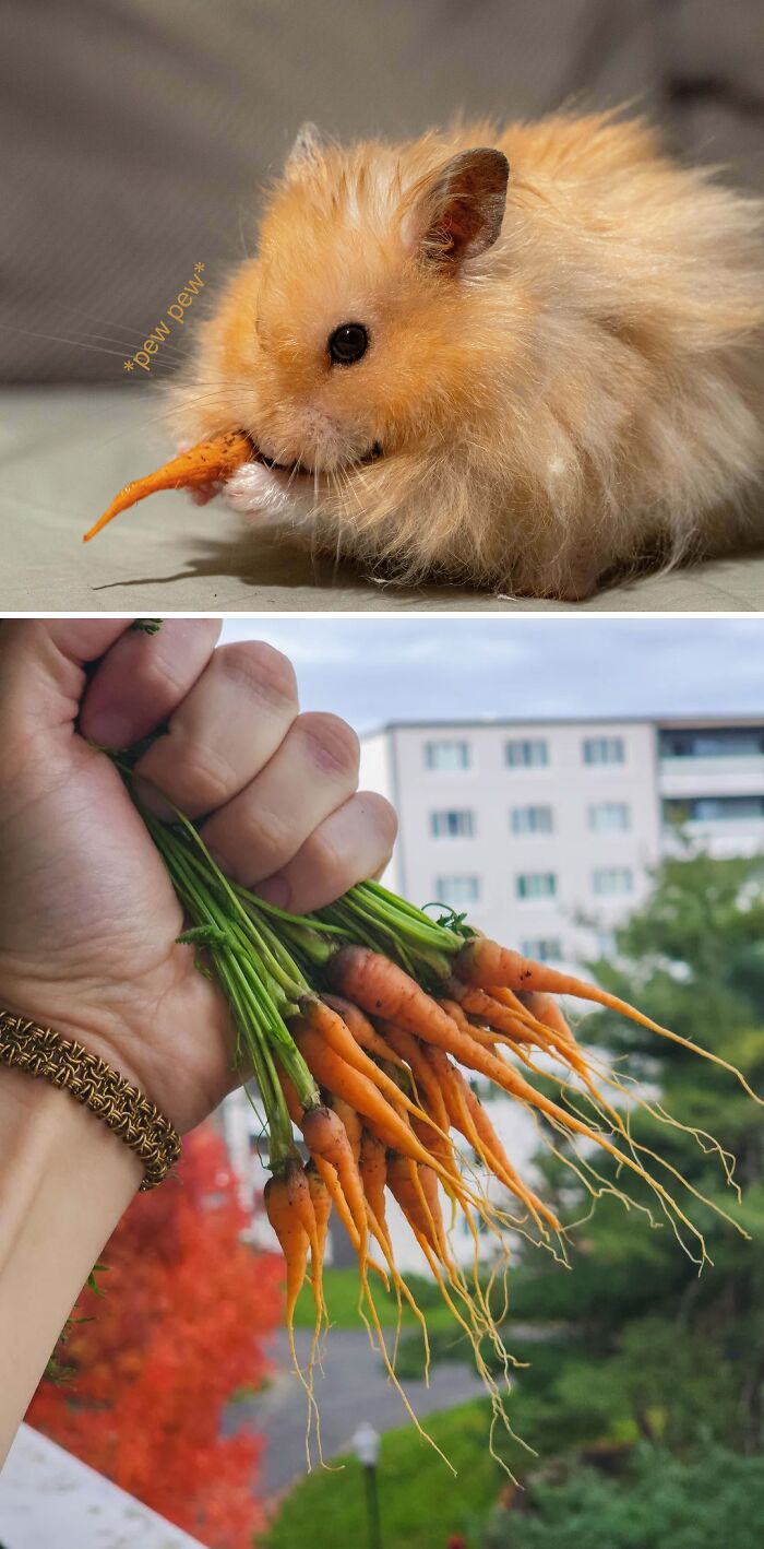 52 Hilarious Harvesting Pics That Prove Size Actually Does Matter (New Pics)