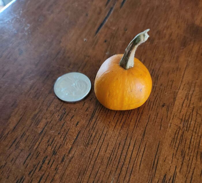 52 Hilarious Harvesting Pics That Prove Size Actually Does Matter (New Pics)