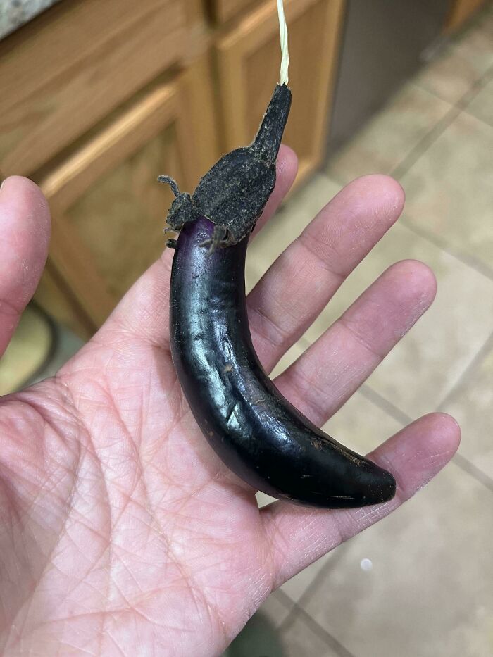 52 Hilarious Harvesting Pics That Prove Size Actually Does Matter (New Pics)