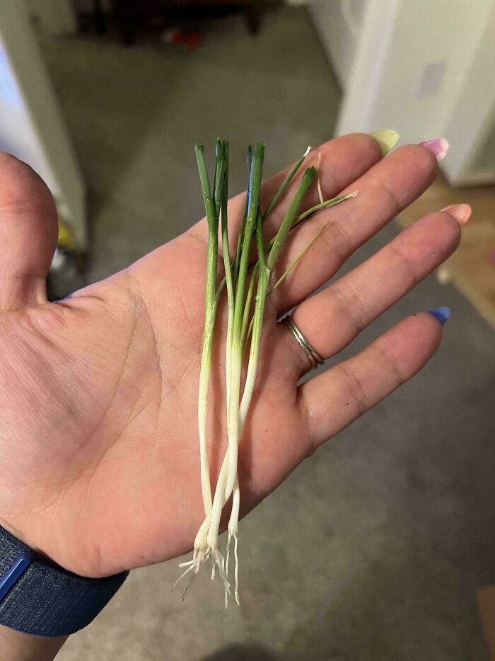 52 Hilarious Harvesting Pics That Prove Size Actually Does Matter (New Pics)
