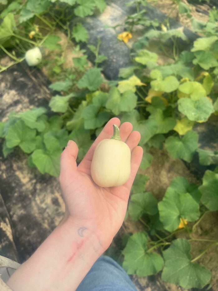 52 Hilarious Harvesting Pics That Prove Size Actually Does Matter (New Pics)