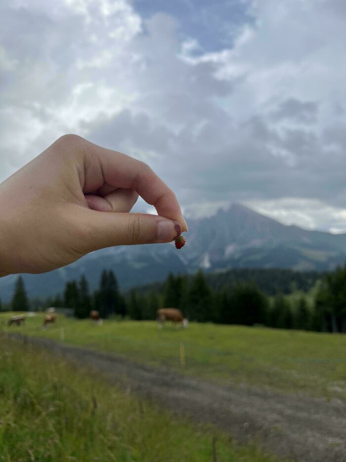 52 Hilarious Harvesting Pics That Prove Size Actually Does Matter (New Pics)