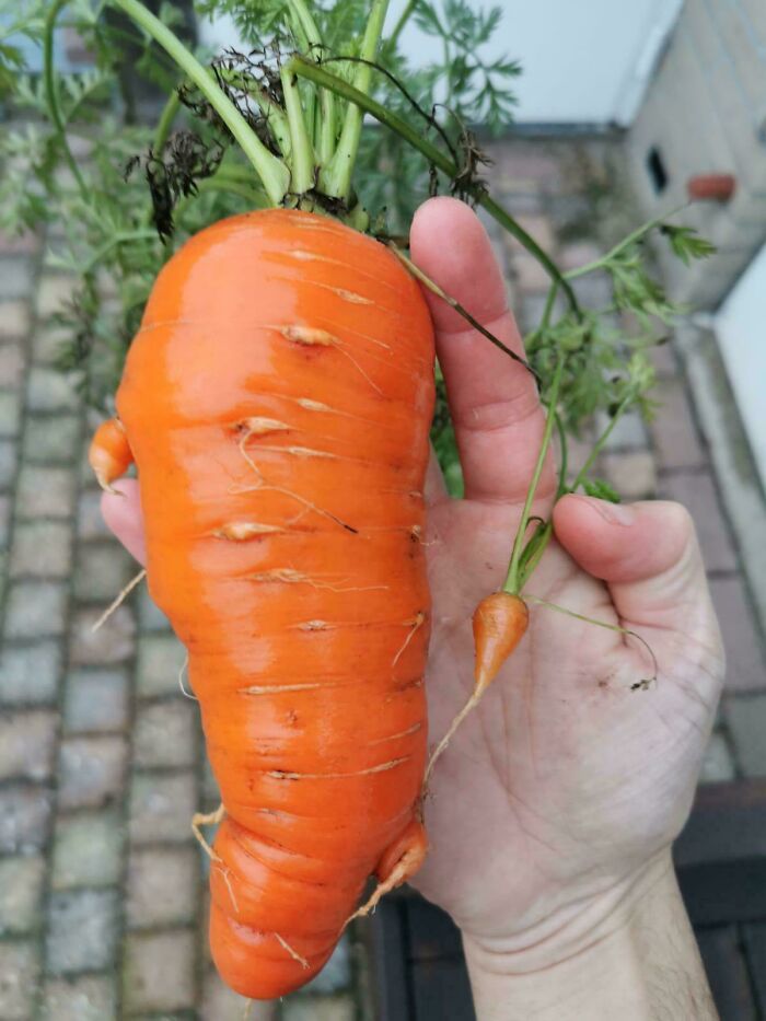 52 Hilarious Harvesting Pics That Prove Size Actually Does Matter (New Pics)