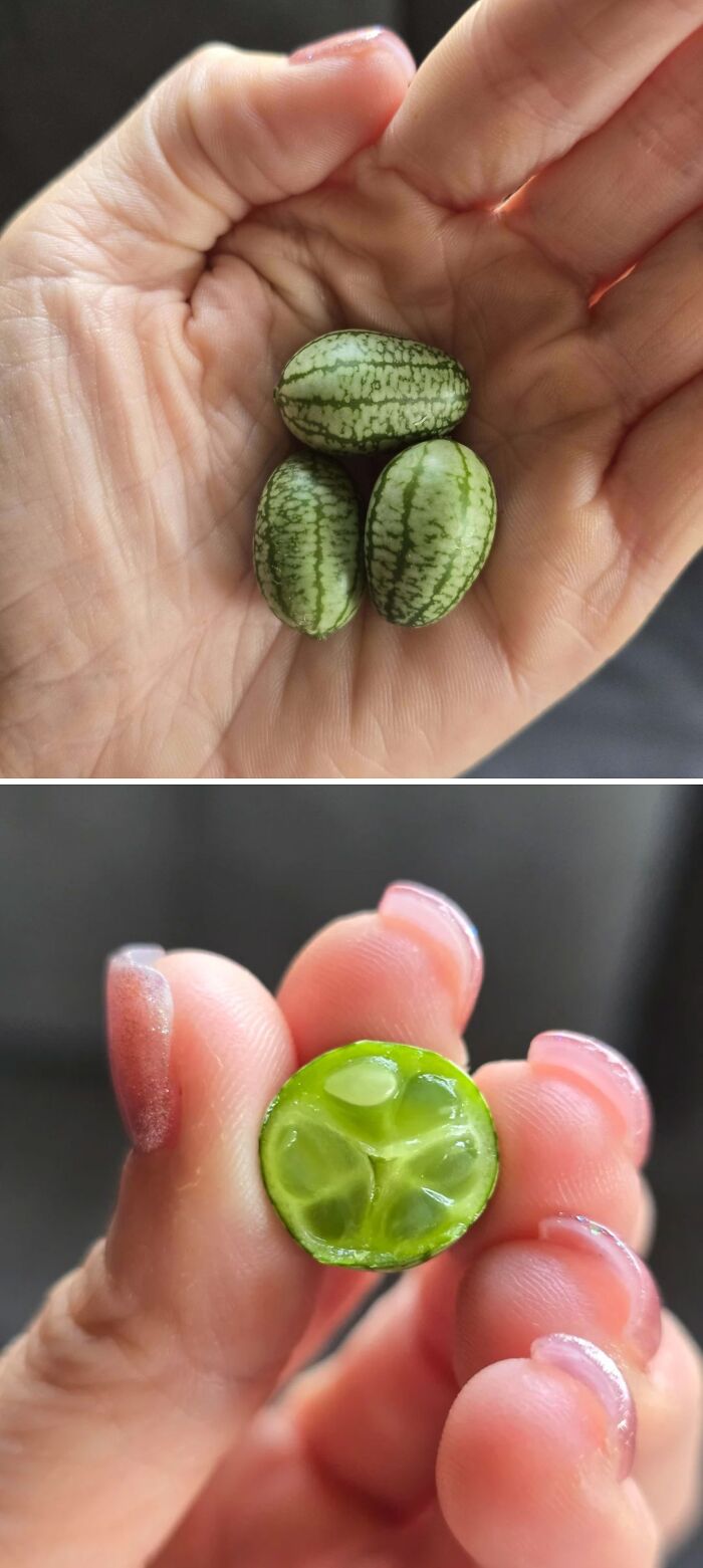 52 Hilarious Harvesting Pics That Prove Size Actually Does Matter (New Pics)