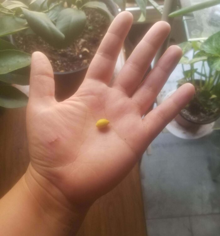 52 Hilarious Harvesting Pics That Prove Size Actually Does Matter (New Pics)