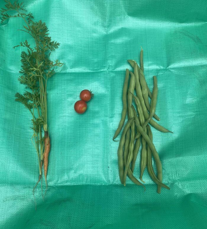 52 Hilarious Harvesting Pics That Prove Size Actually Does Matter (New Pics)