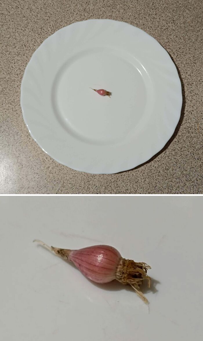 52 Hilarious Harvesting Pics That Prove Size Actually Does Matter (New Pics)