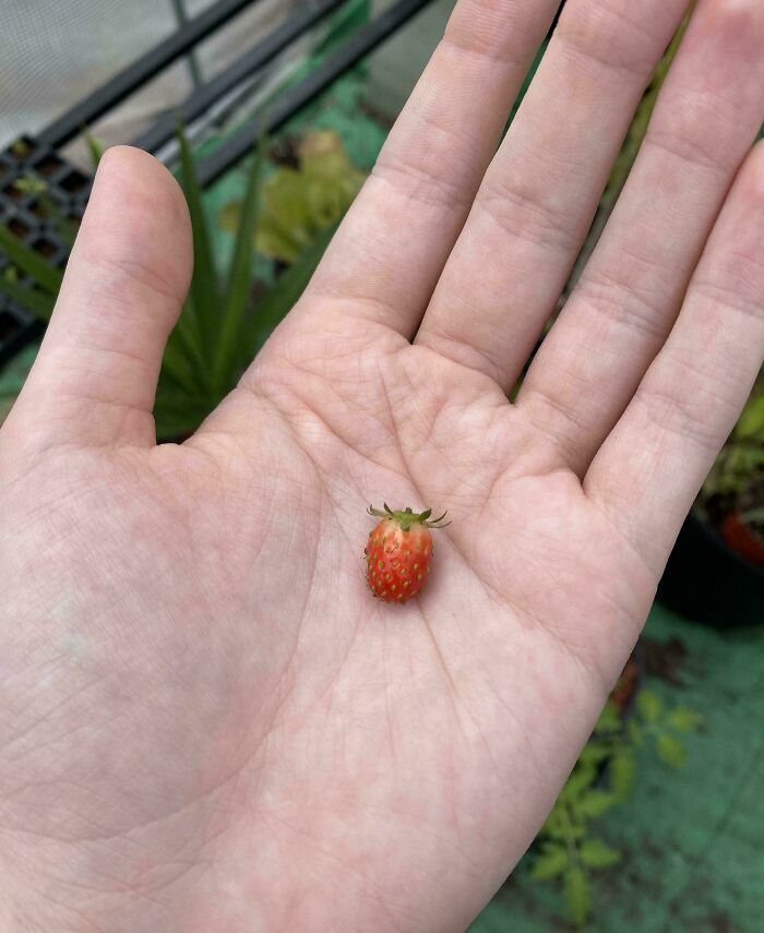 52 Hilarious Harvesting Pics That Prove Size Actually Does Matter (New Pics)