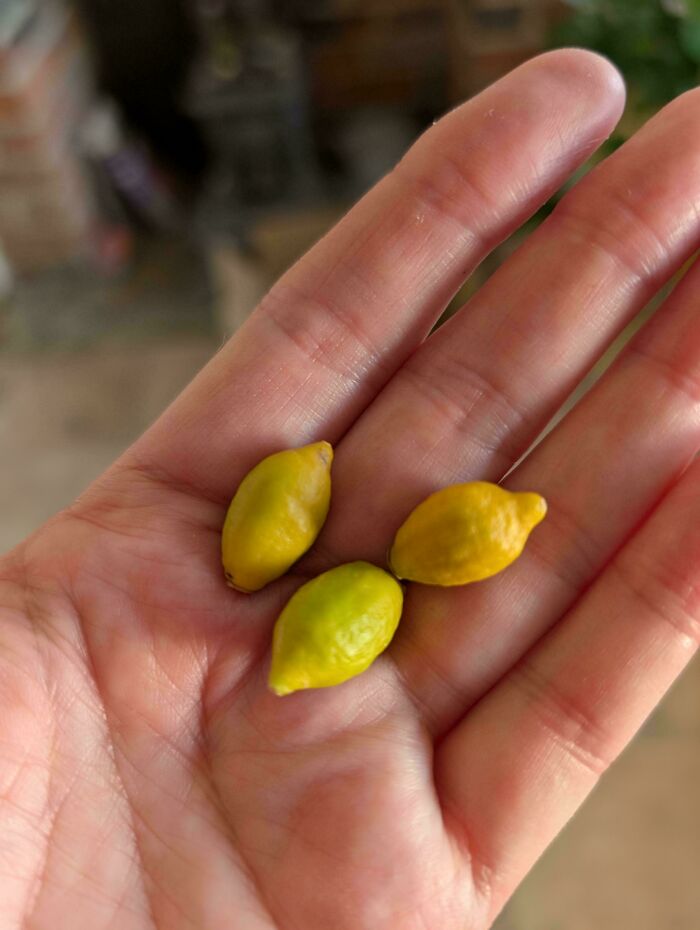 52 Hilarious Harvesting Pics That Prove Size Actually Does Matter (New Pics)