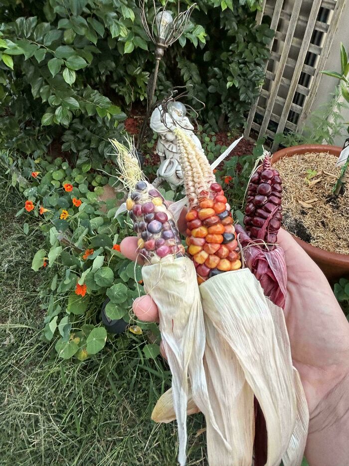 52 Hilarious Harvesting Pics That Prove Size Actually Does Matter (New Pics)
