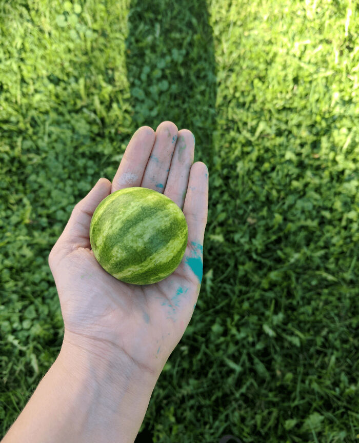 52 Hilarious Harvesting Pics That Prove Size Actually Does Matter (New Pics)