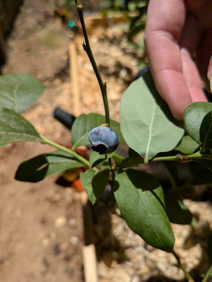 52 Hilarious Harvesting Pics That Prove Size Actually Does Matter (New Pics)