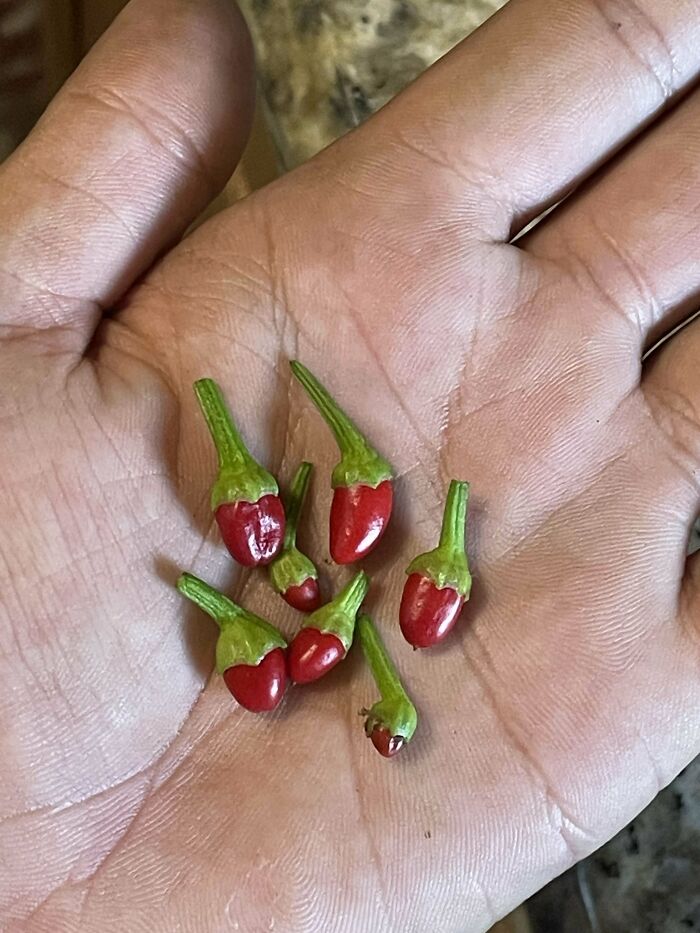 52 Hilarious Harvesting Pics That Prove Size Actually Does Matter (New Pics)