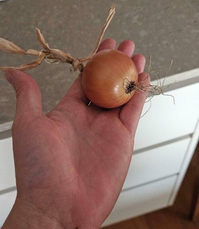 52 Hilarious Harvesting Pics That Prove Size Actually Does Matter (New Pics)